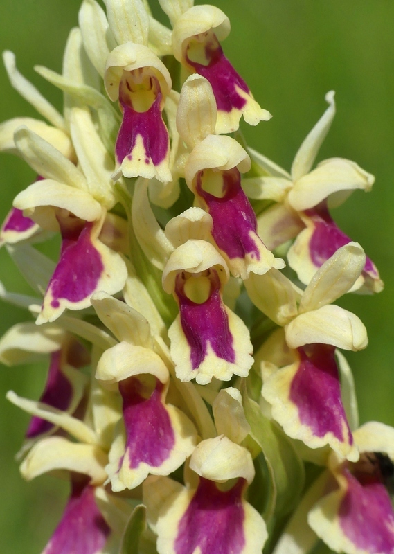 Dactylorhiza sambucina f. chusae  Parco Nazionale del Gran Sasso  giugno 2023.